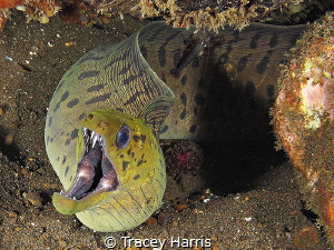 A Moray Eel with a black shrimp passenger:) by Tracey Harris 